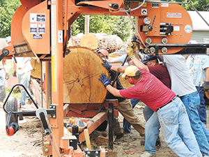 Volunteers cut down a tree