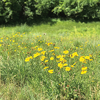 Flowers in a field