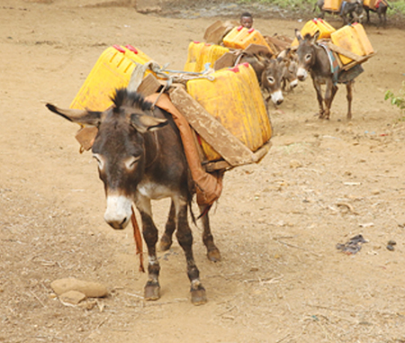 Water, Sanitation and Hygiene - Donkey 450
