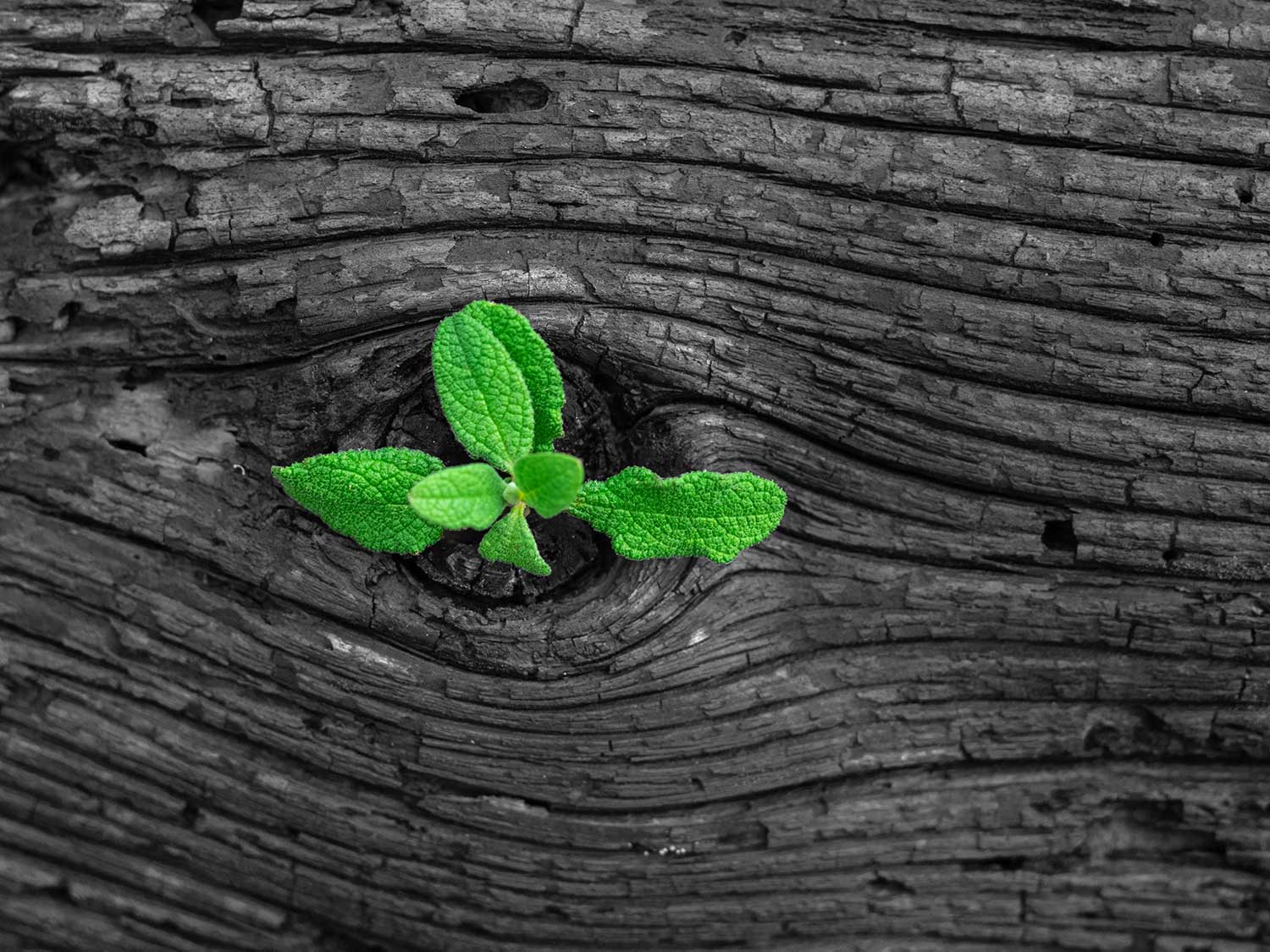 2026 Lent & Easter Reflections